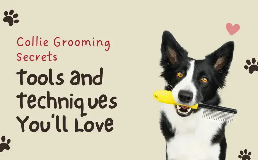 How to Groom a Collie Dog